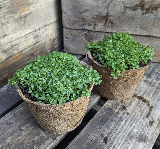 KORSIKOS mėtų daigai